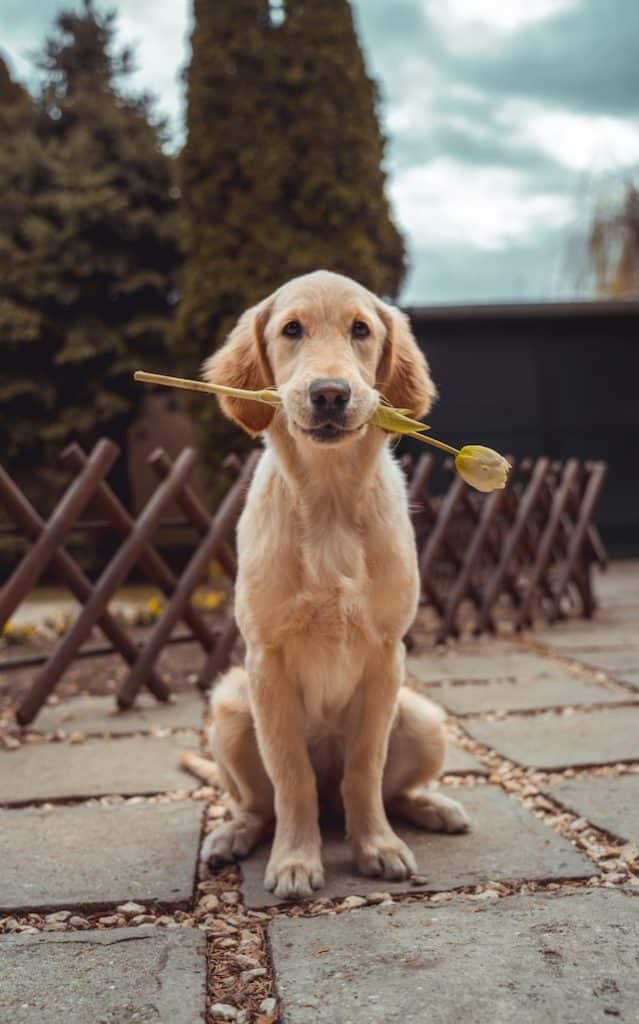 un-chien-assis-tenant-une-fleur-dans-la-gueule