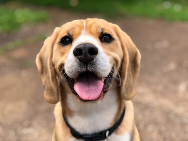 un-chien-beagle-avec-la-gueule-entrouverte