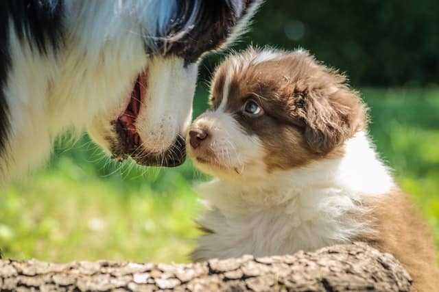 un-chiot-berger-australien-et-sa-mère