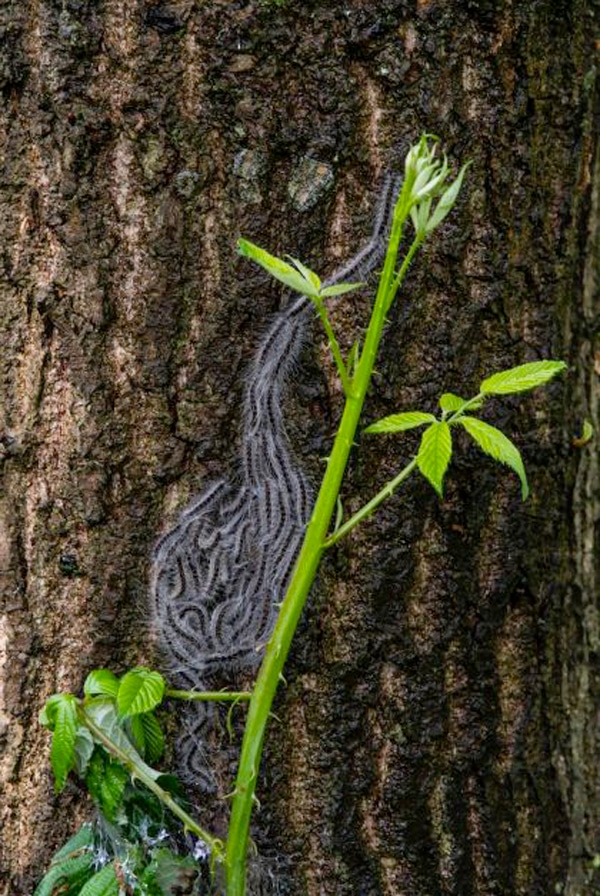 Chenilles processionnaires sur un arbre