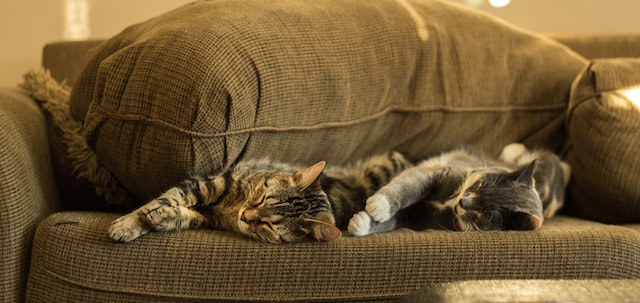 deux-chats-dorment-ensemble-sur-un-canapé