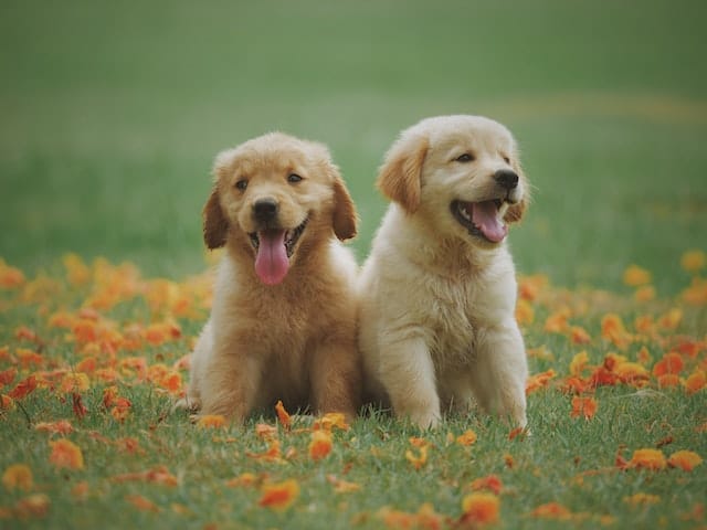 deux-chiots-assis-dans-l-herbe