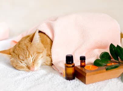 Chat qui dort avec des huiles essentielles
