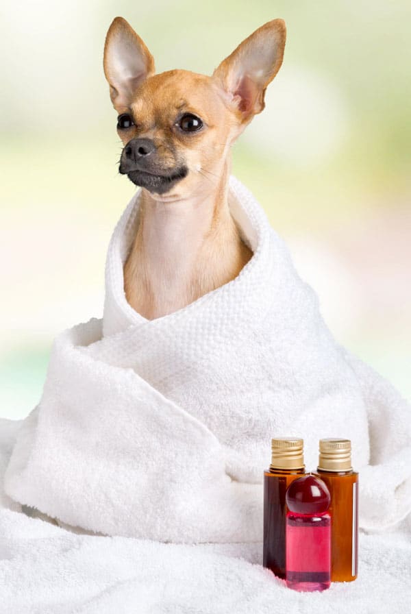 Chien heureux grâce aux soins d'huiles essentielles