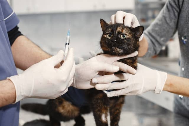 un-chat-chez-le-vétérinaire