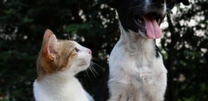 un-chat-et-un-chien-assis-cote-a-cote