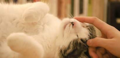un-chat-se-fait-caresser-la-tete