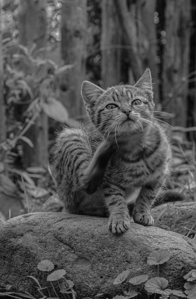 un-chaton-qui-se-gratte-le-menton