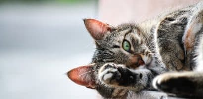 un-chat-allongé-les-yeux-ouverts