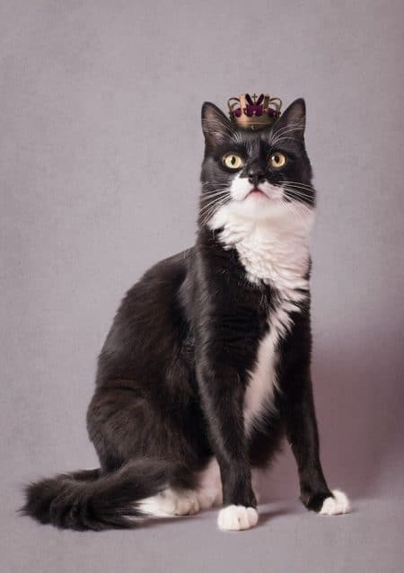 un-chat-avec-une-couronne-sur-la-tete