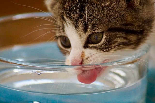 un-chat-boit-dans-un-verre-d-eau