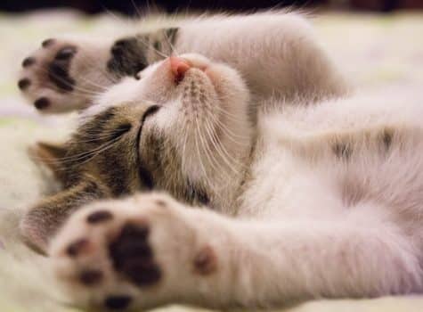 un-chaton-allongé-avec-les-pattes-en-l-air