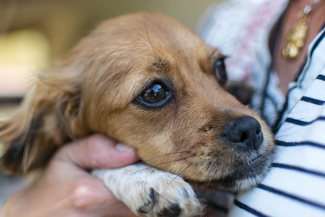 un-chien-dans-les-bras-d-un-humain