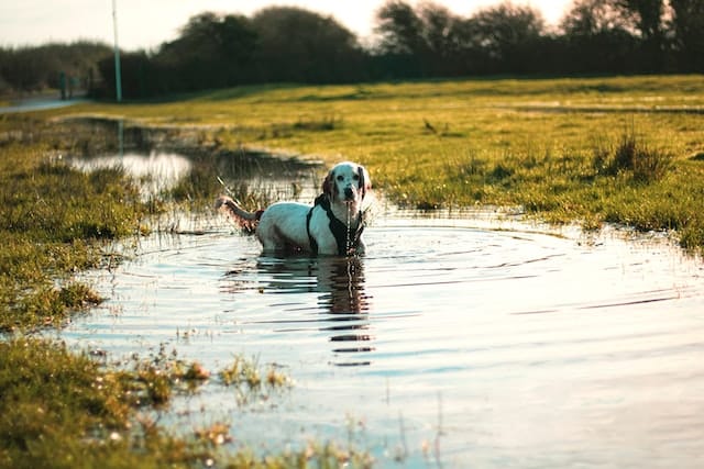 Un-chien-debout-dans-un étang-d-eau