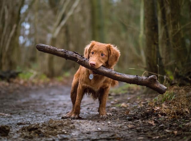 un-chien-en-promenade-ramene-un-baton