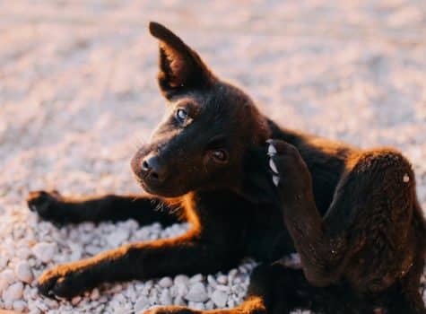 un-chien-qui-se-gratte-l-oreille