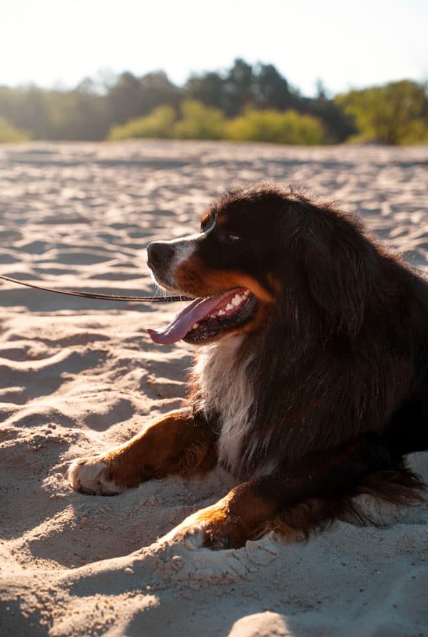Changement climatique chien et chaleur