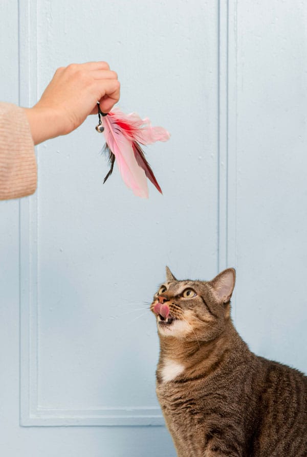 Sida du chat, il faut jouer avec lui