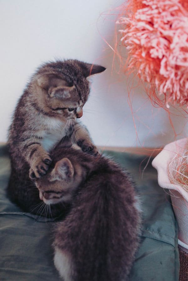 Chats qui se griffent donc le sida est transmissible