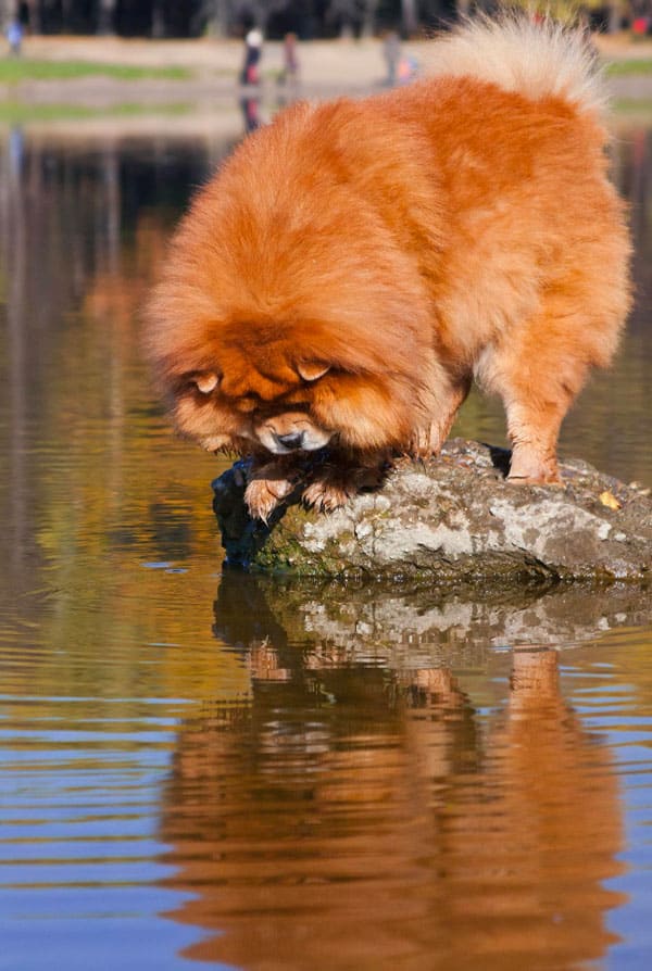 Eaux stagnantes chien roux