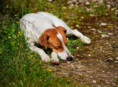 Chien qui a peur de l'orage