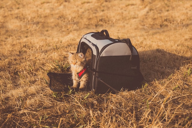 un-chat-dans-un-sac-de-transport