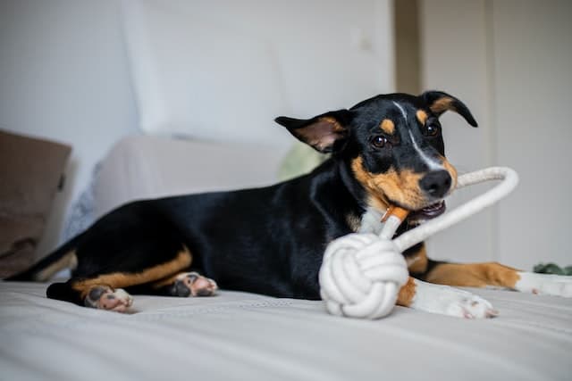 un-chien-couché-joue-avec-une-balle