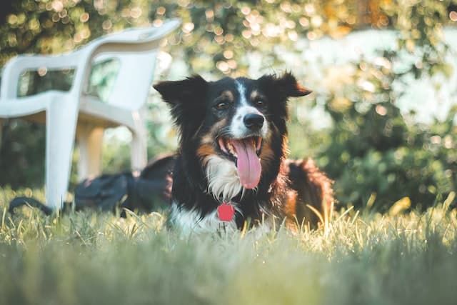 un-chien-couché-qui-halète