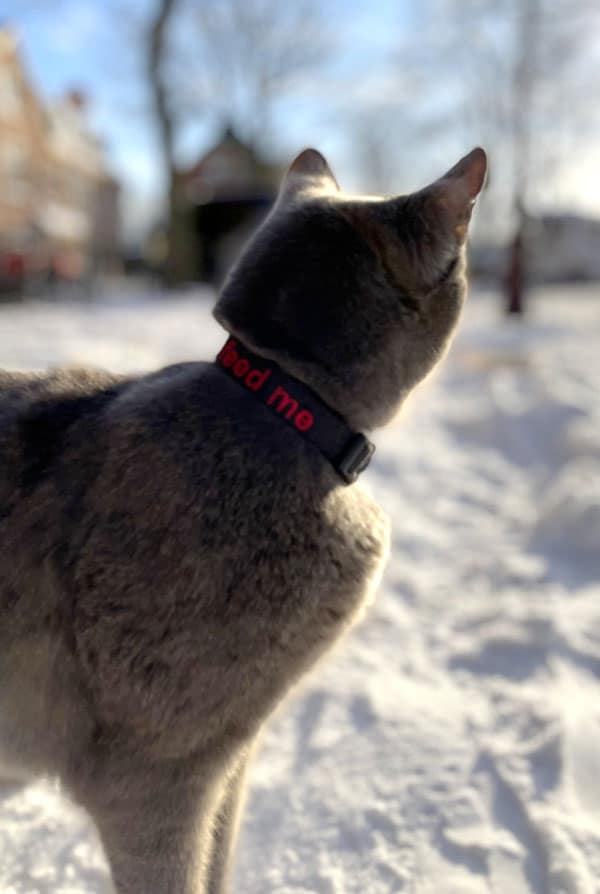Chat traceur GPS accessoires