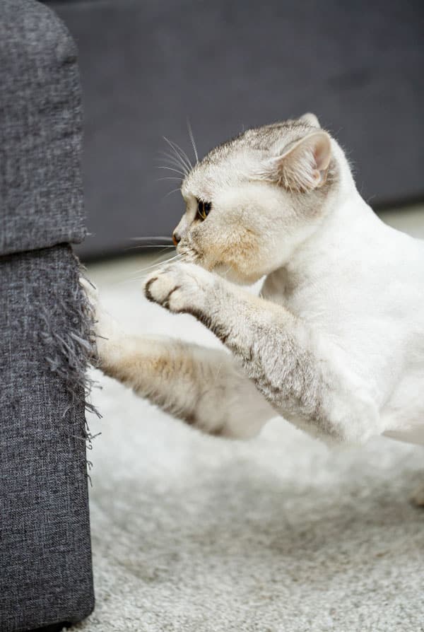Griffures de chat sur le canapé marquage