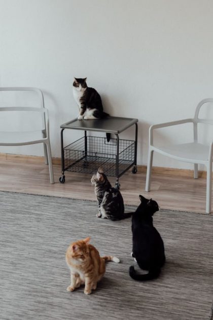 plusieurs-chats-assis-ensemble-dans-une-pièce
