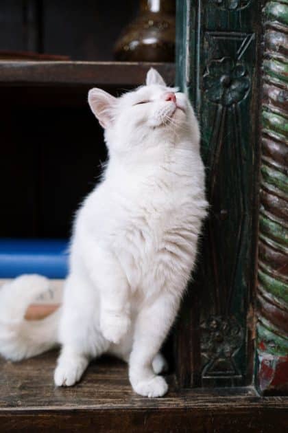 un-chat-blanc-se-frotte-contre-un-meuble