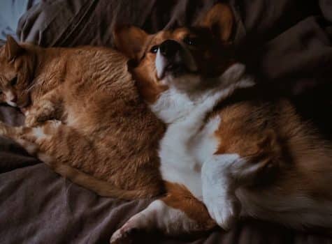 un-chat-et-un-chien-couchés-ensemble