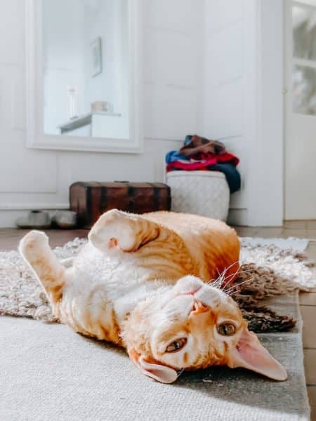 un-chat-roux-s-etire-allongé-sur-un-tapis