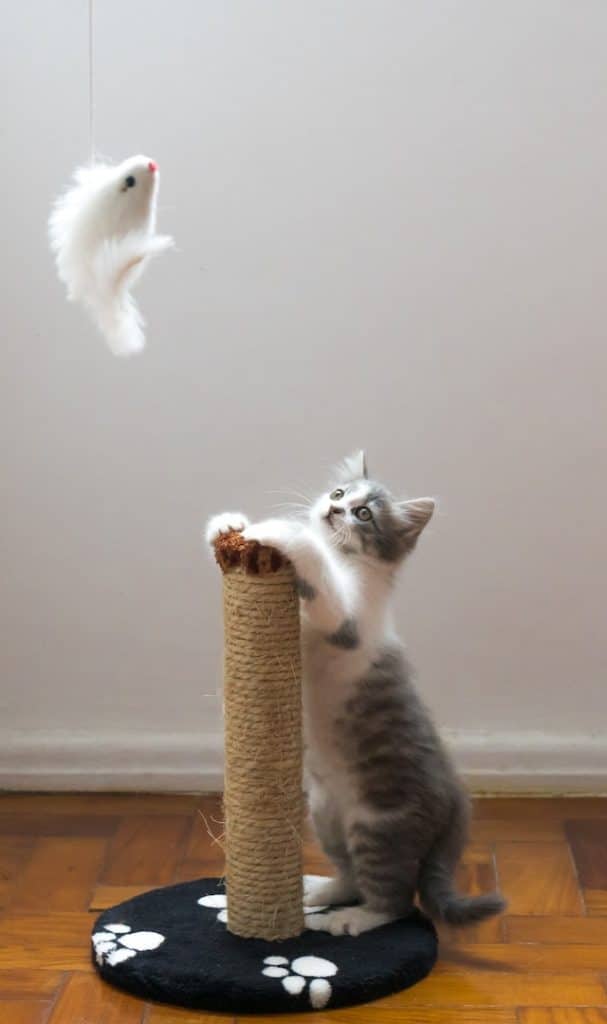 un-chaton-joue-avec-un-griffoir-et-un-jouet