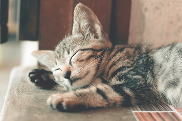 un-chaton-qui-dort-paisiblement
