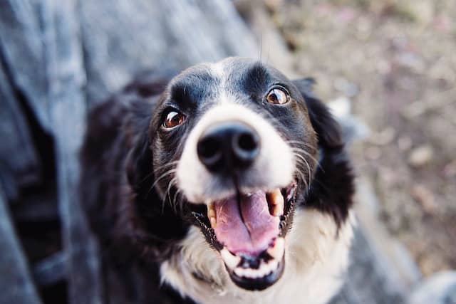 un-chien-a-la-gueule-ouverte