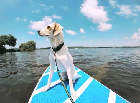 un-chien-assis-sur-un-paddle-sur-l-eau