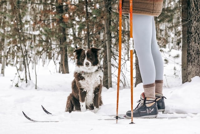 un-chien-dans-la-neige-assis-avec-une-personne-en-ski