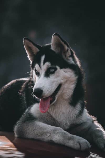 un-chien-de-race-husky