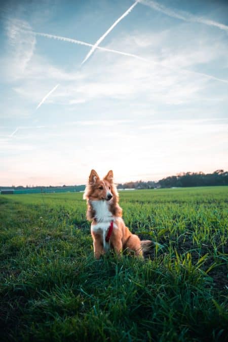 un-chien-dehors-assis-dans-l-herbe