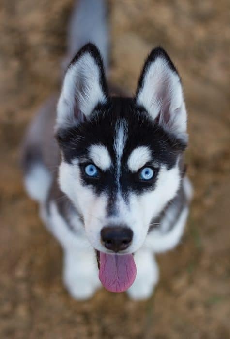 un-chiot-husky-sibérien