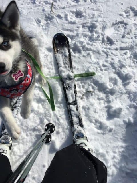un-husky-fait-du-ski-avec-un-humain