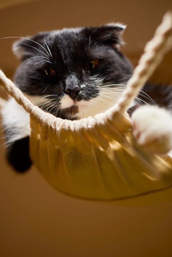 Chat dans un hamac accessoires