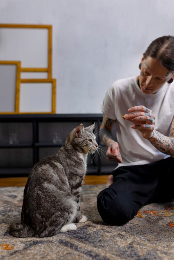 Chat territorial gris et humain marquage