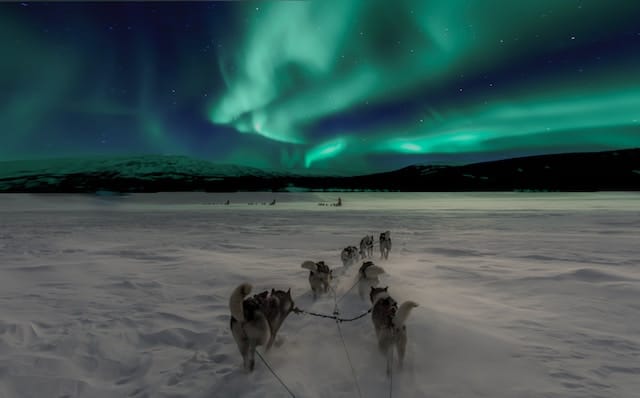 des-chiens-tirent-un-traineau