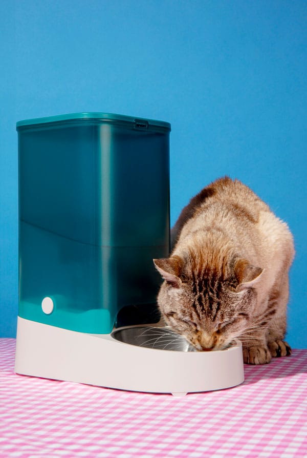 Fontaine à eau chat accessoires