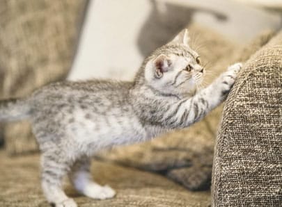 chat sur le canapé entrain de faire ses griffes
