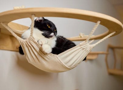 Chat dans un hamac accessoires