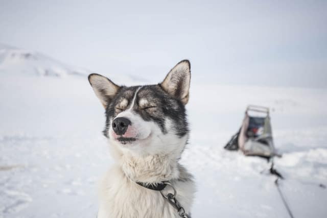 un-chien-husky-avec-les-yeux-fermés